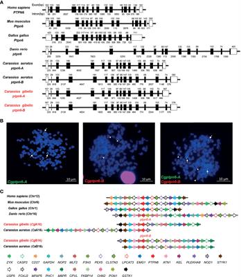 Two Duplicated Ptpn6 Homeologs Cooperatively and Negatively Regulate RLR-Mediated IFN Response in Hexaploid Gibel Carp